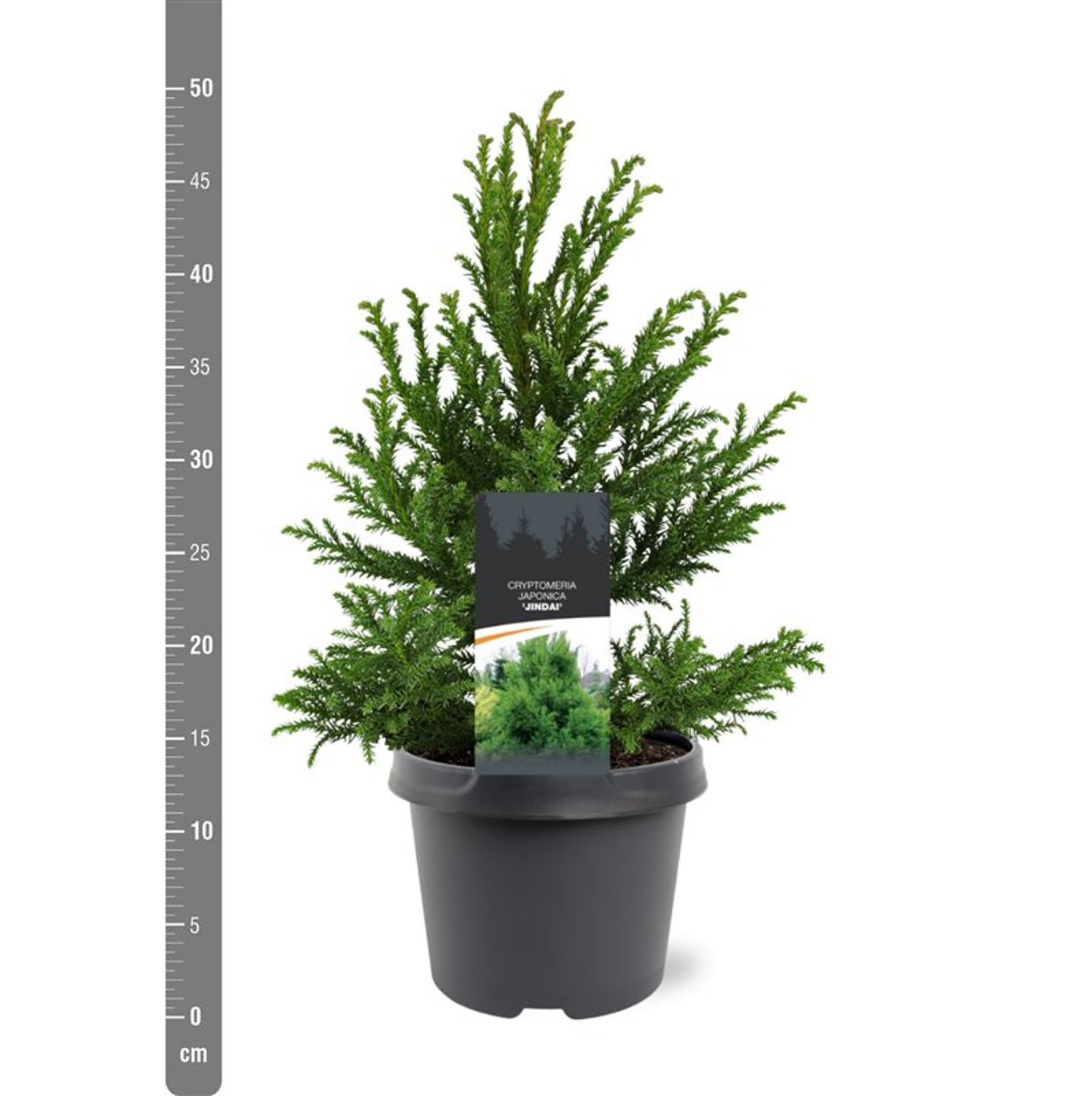 Cryptomeria j. 'Jindai' - C3 30-40 CM